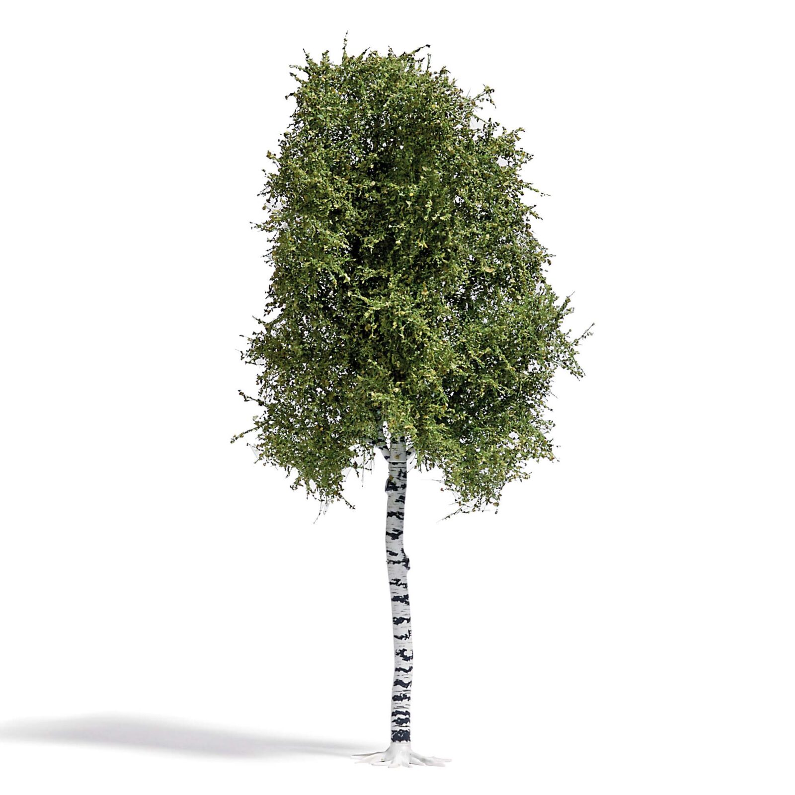 Betulla 170 mm, estate Scala H0 DS Modellismo Betulla 170 mm, estate scala H0 Busch