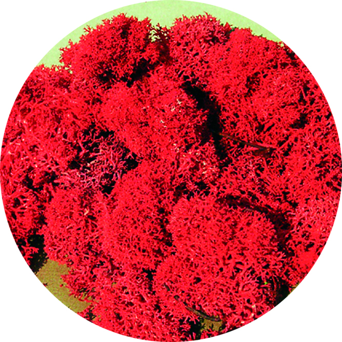 Muschio rosso 30 g DS Modellismo Muschio rosso 30 g Heki