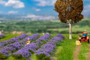 Campo di lavanda scala H0 Faller