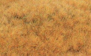 Erba selvatica statica inizio autunno 5-6 75