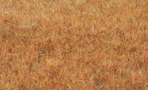 Erba selvatica statica tardo autunno 5-6 75