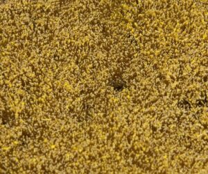 Segmento paesaggio PREMIUM Campo di cereali
