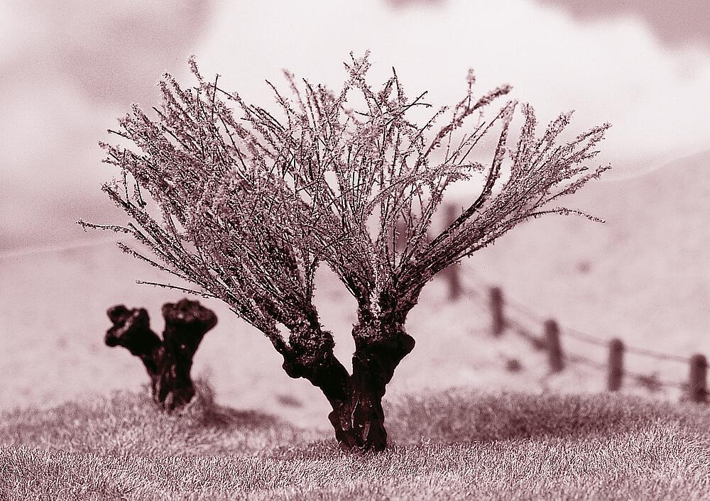 48 Alberi ornamentali DS Modellismo 48 Alberi ornamentali Faller