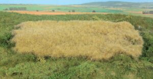 Campo di fieno di erba selvatica realistica