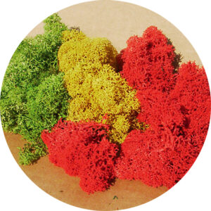 Muschio ordinato 30 g Heki