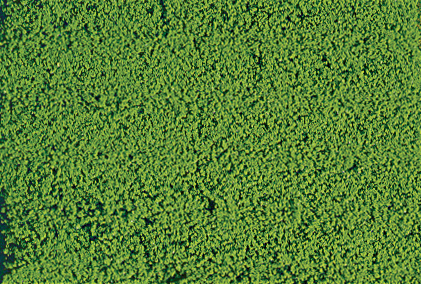 Scaglie di fogliame verde chiaro 28x14 cm DS Modellismo Scaglie di fogliame verde chiaro 28x14 Heki