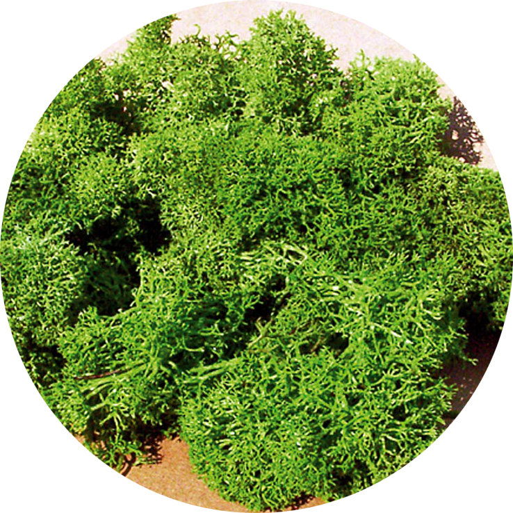 Muschio verde chiaro 75 g DS Modellismo Muschio verde chiaro 75 g Heki