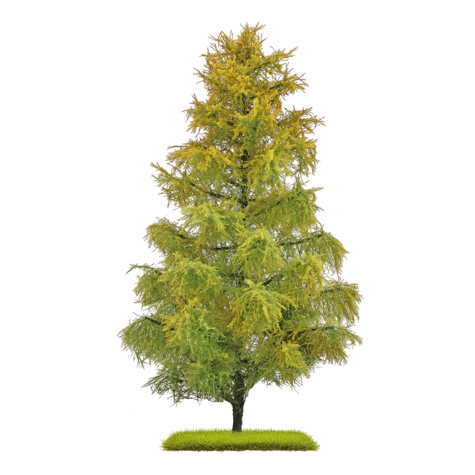 Larice Fine Estate - 210 mm DS Modellismo Larice Fine Estate Busch - vista 2