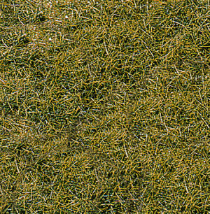 Erba selvatica, decorazione prato