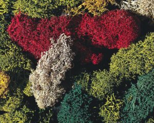 Muschio Islandese Vari Colori, 80 g Faller