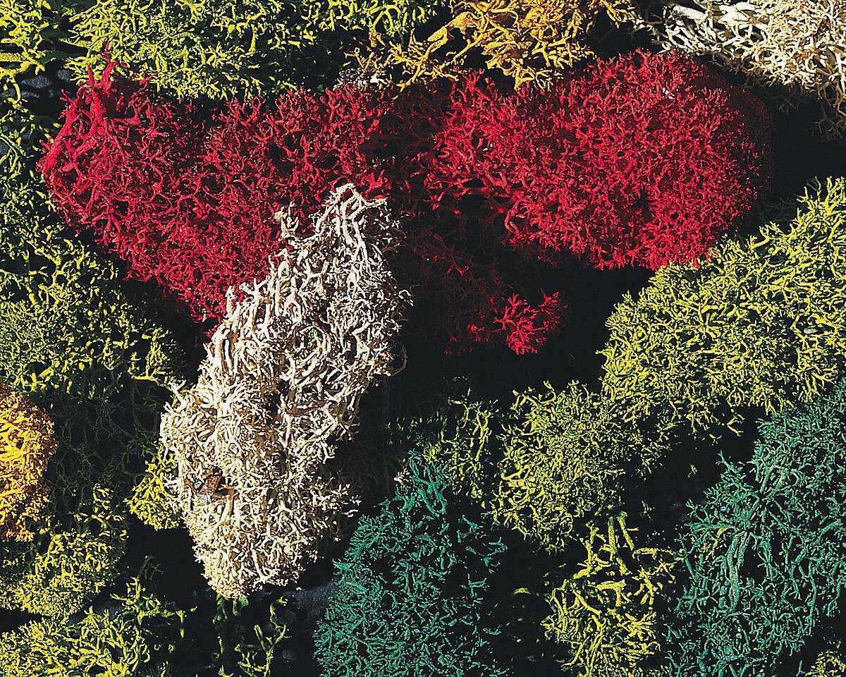 Muschio Islandese - Vari Colori, 80 g DS Modellismo Muschio Islandese Vari Colori, 80 g Faller